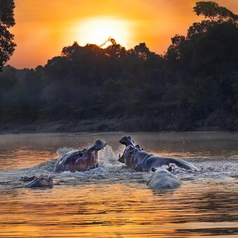 Hippos at Sunrise 