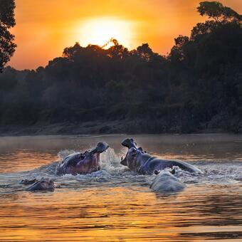 Hippos at Sunrise 