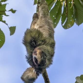 Hanging three-toed Sloth