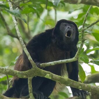 Howler monkey howling