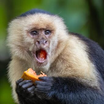 Capuchin Monkey 