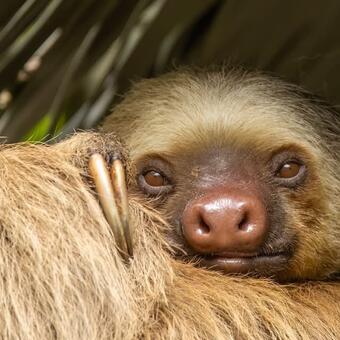 Two-toed Sloth