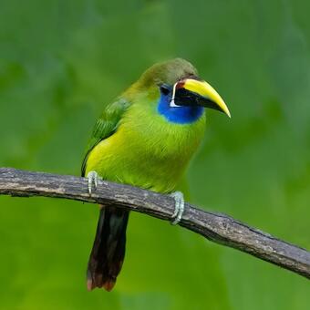 Toucanet