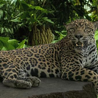 Jaguar