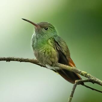 Rufous Tailed Hummingbird 