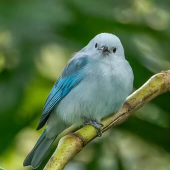 Blue Grey Tanager