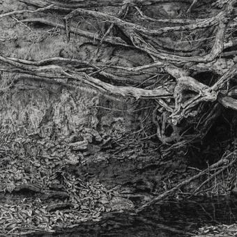 Realistic charcoal drawing of roots over a stream