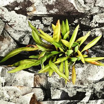 Multi-leaf plant growing out from a series of grey jagged rocks in Ogunquit, Maine