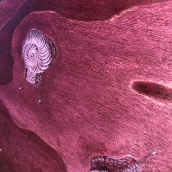 Stained pine with rose pigment and white watercolor 