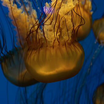 a photograph of jellyfish from the Baltimore national aquarium