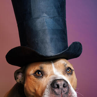 Commissioned studio portrait of a Staffy / Pit mixed breed dog wearing an oversized black top hat made from upcycled paper. 