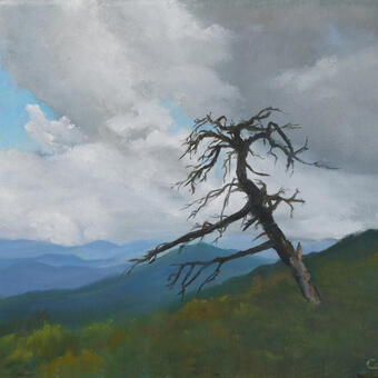 lone tree, now dead, in the Blue Ridge Mountains, NC