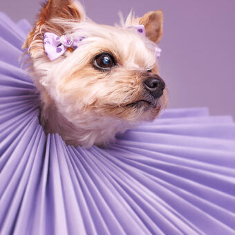 Commissioned studio portrait of a Yorkshire Terrier wearing an oversized lilac colored ruff collar made from upcycled paper. 