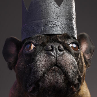 Commissioned studio portrait of a French Bulldog wearing a black crown made from upcycled paper. 