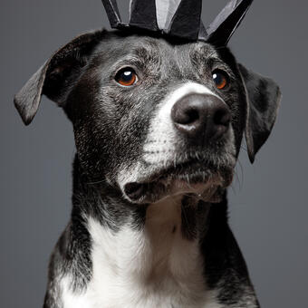 Commissioned studio portrait of a senior rescue dog wearing a black crown made from upcycled paper. 