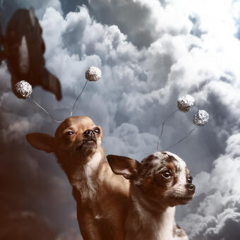 On location portrait of two teacup / toy sized Chihuahuas wearing antennas made from aluminum foil and wire. 