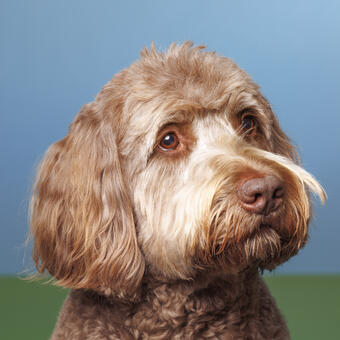 Portrait of a Labradoodle photographed in studio against a two tone background designed to look like an abstraction of a summer day.