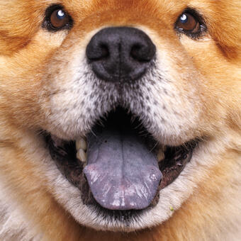 Close up macro portrait of Gibbs the Chow Chow showing off his fluffy coat and purple tongue.