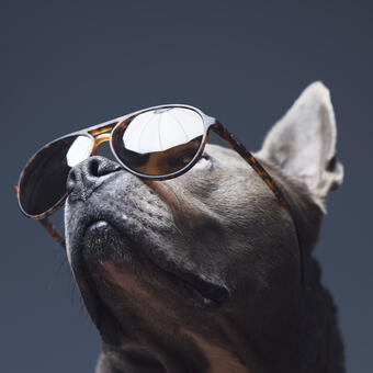 Studio portrait of Docci, a staffy / blue pit mixed breed dog, wearing dark sunglasses.