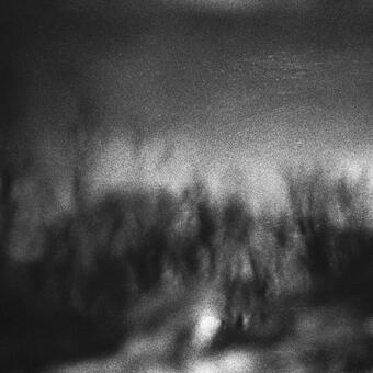 An abstract photo of a reflection of trees in a puddle