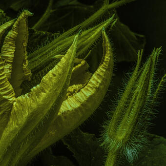 Photo of a Squash flower opening at night