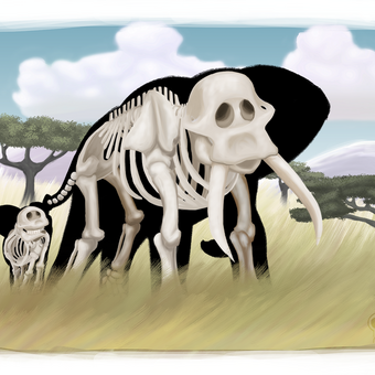 Elephant Skeleton 1