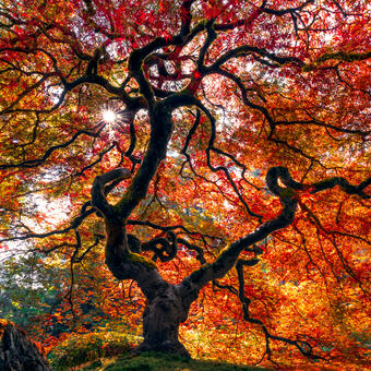 Tree, Autumn, Japanese Maple, West, Oregon, Pacific Northwest