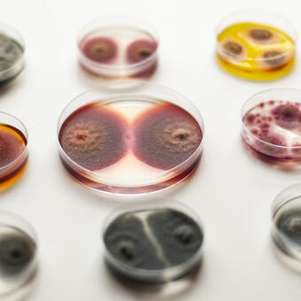 Mold spores in Petri dishes 