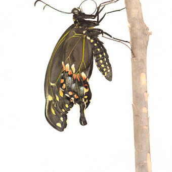 Black Swallowtail Expanding Wings, Side View