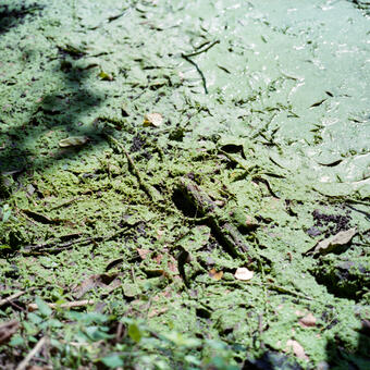 Timonium Algae, 2013