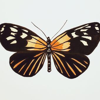 Heliconius Xanthocles 