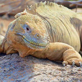 The Iguana and the Islands of the Galapagos