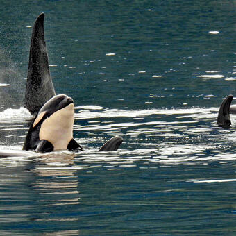 Orcas Enjoying the Waters of British Columbia