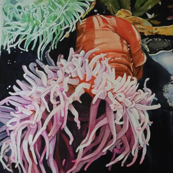 Sea Anemones 