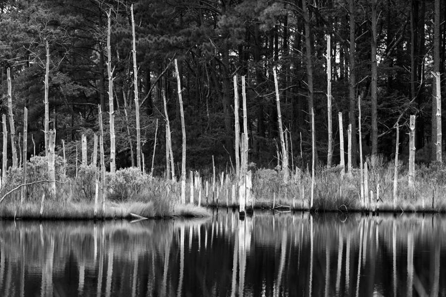 Ghost Forest, black and white film photography. 36 x 24 print from scanned negative. 