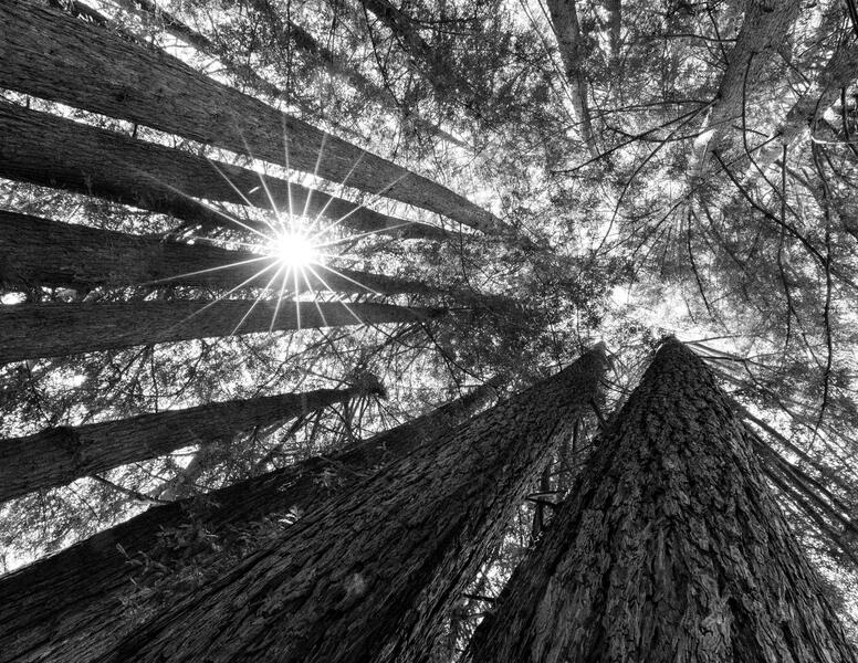 Redwood Sunburst