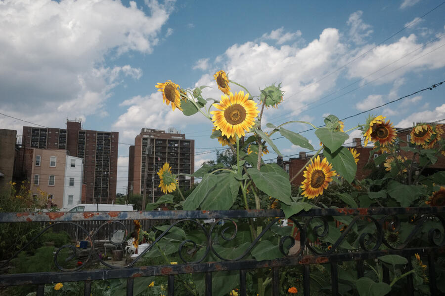 Sunflowers growing in an alley behind Lakeview Ave