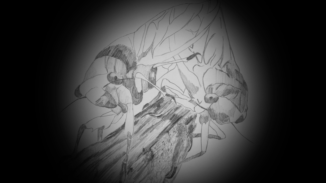cicada (still image2)