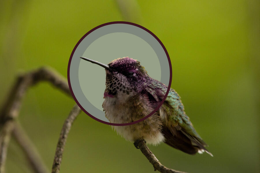 Hummingbird Between Worlds