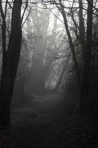 Path Through the Mist.jpg