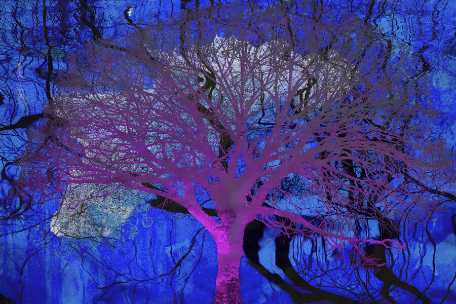 The Magenta Tree_0.jpg