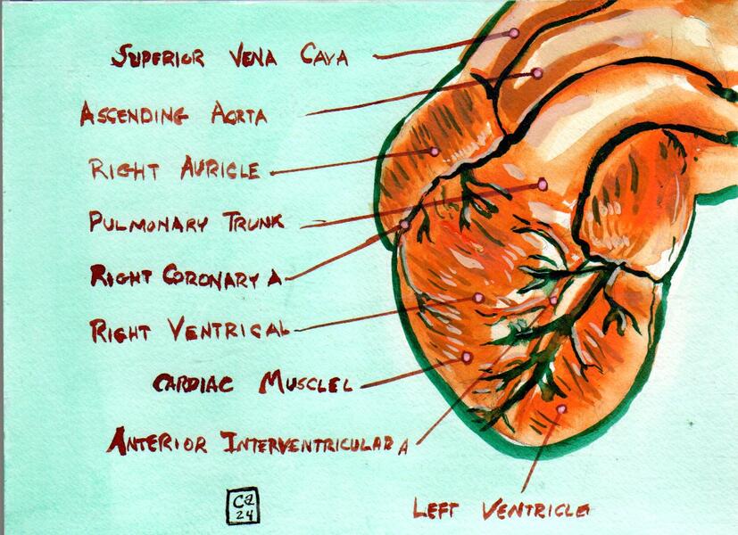 Heart Diagram