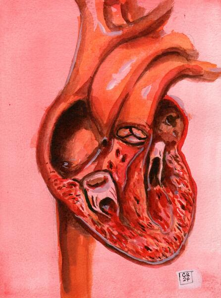 Heart Illustration