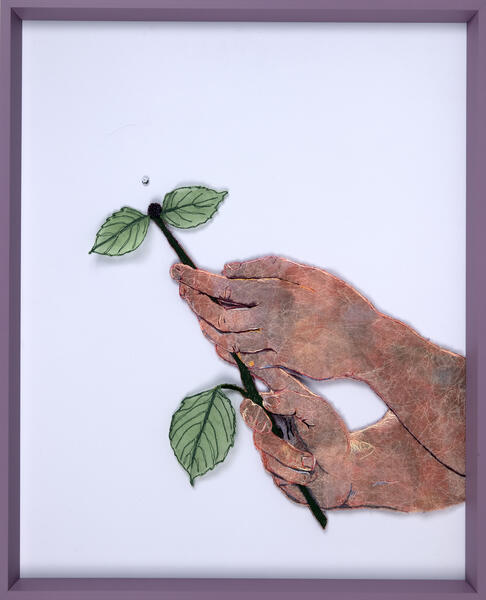 Hydrangea; detail of new bud