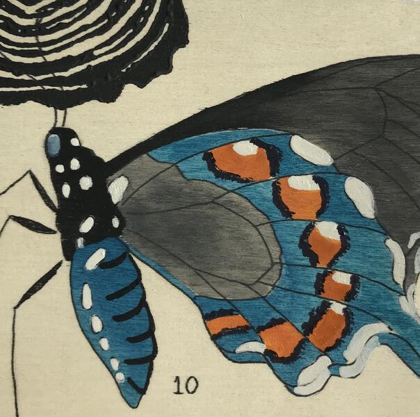 Amy Rogers - Pipevine Swallowtail