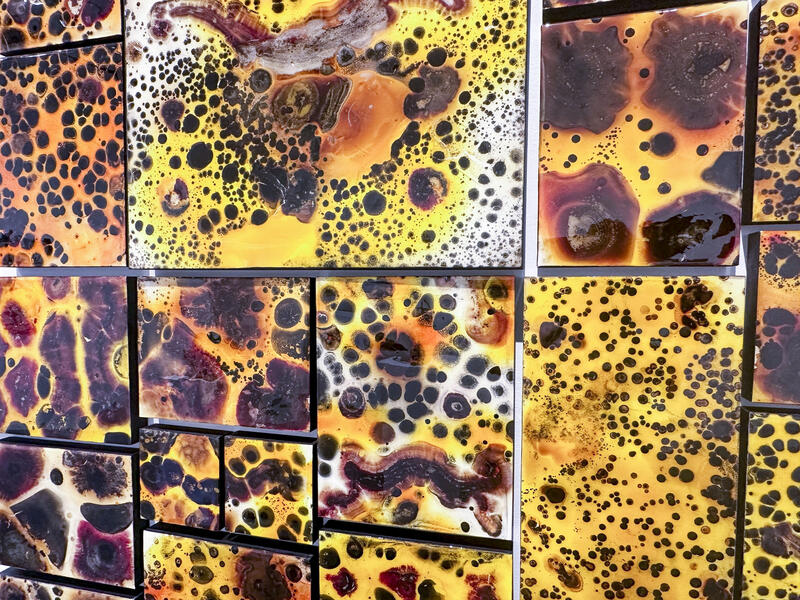 Contamination '31' 2024 Mold Spores on boards covered with epoxy resin 5x6'