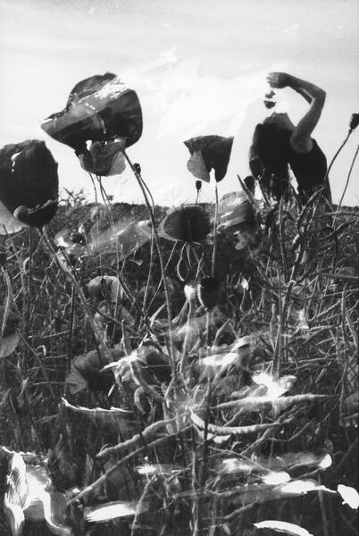 Stop for Poppies