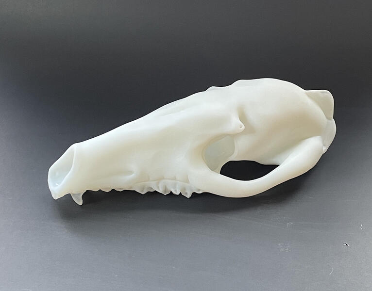 Coyote Skull