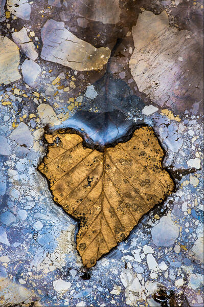 Heart Leaf