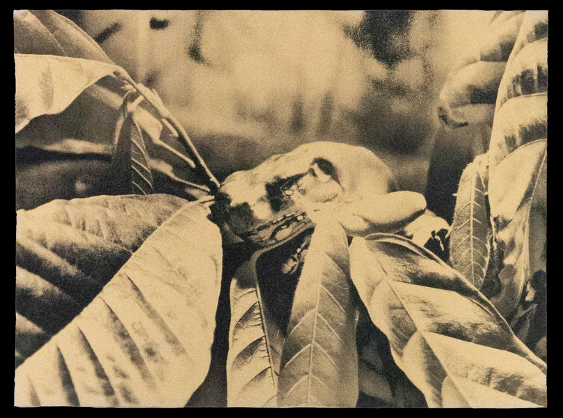 Frog on a Leaf